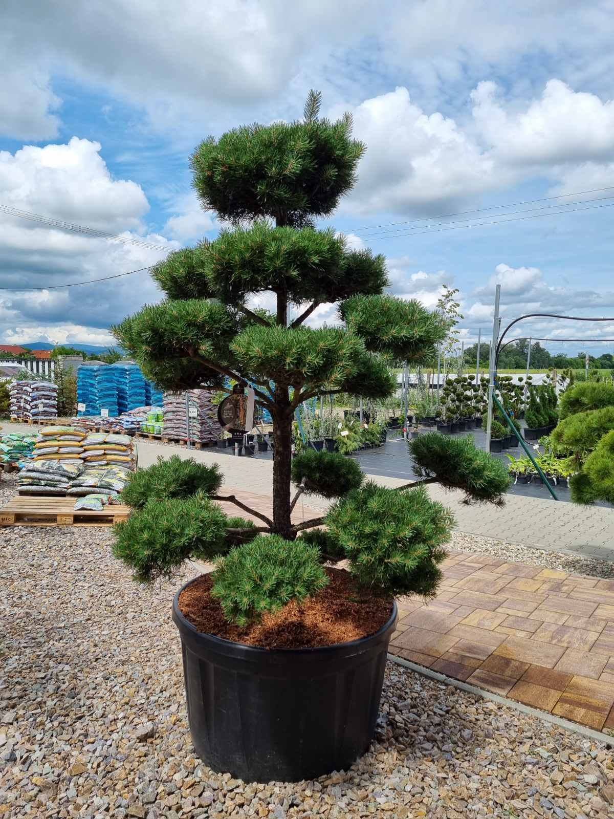Najlacnejie okrasn dreviny - Borovica - EXKLUZVNE Borovica lesn Nrska,  tvarovan bonsai, 180/200 cm, v repnku Pinus sylvestris Nordic