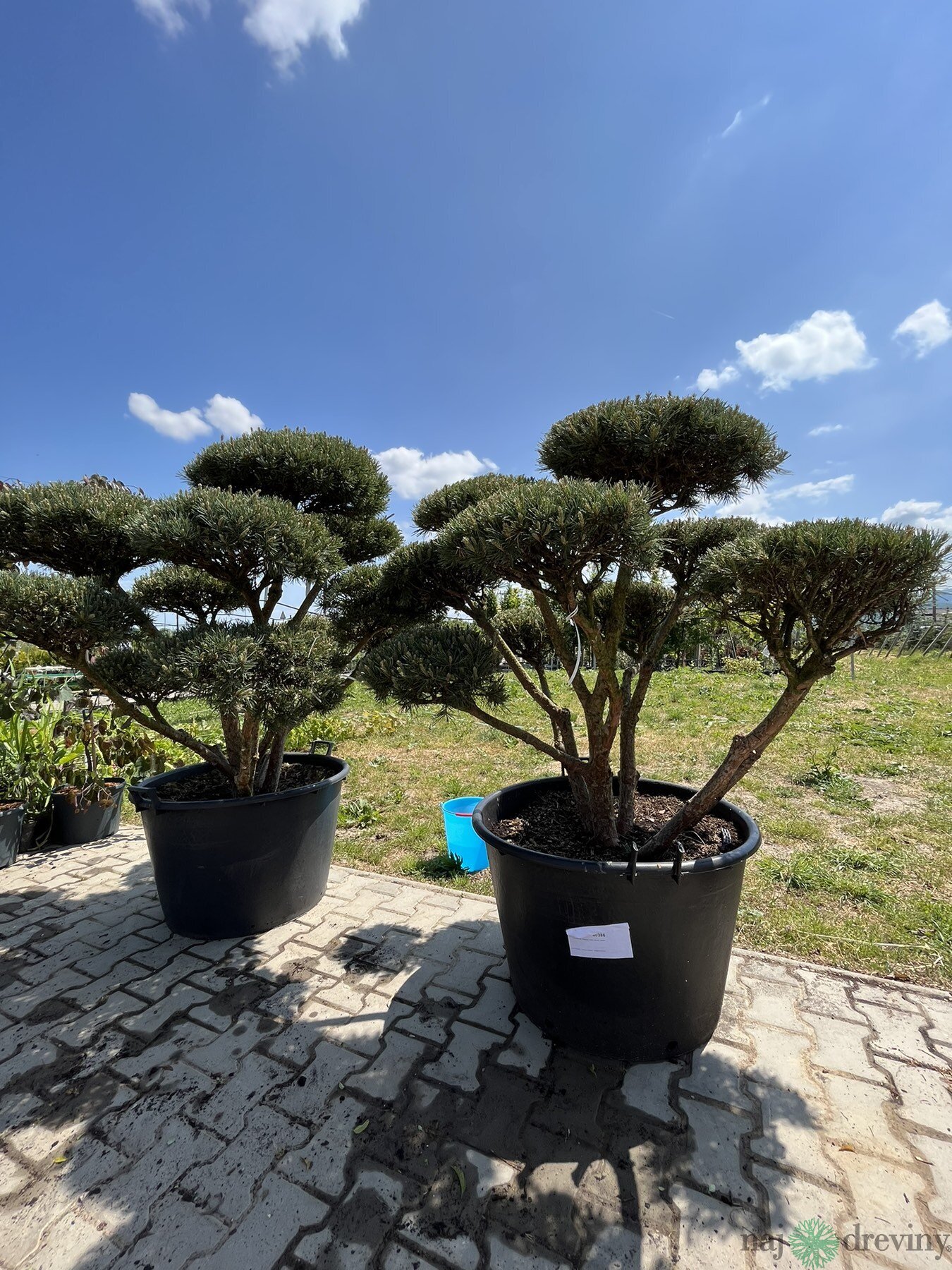 Najlacnejie okrasn dreviny - Borovica - Borovica lesn Watereri (bonsaj )  140/160 cm, v repnku Pinus sylvestris Watereri