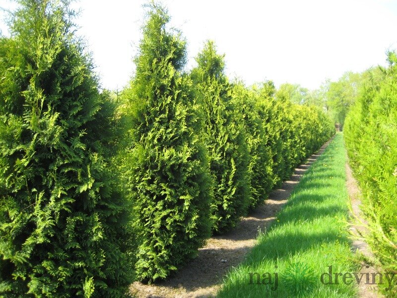 Najlacnejie okrasn dreviny - Tuja - Tuja zpadn Brabant, 180/200 cm, v  repnku Thuja occidentalis Brabant