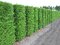 104 ks Tuja západná Brabant, výška 7/10 cm zakorenených v multiplate ( cena za kus 0.67 eur ) Thuja occidentalis