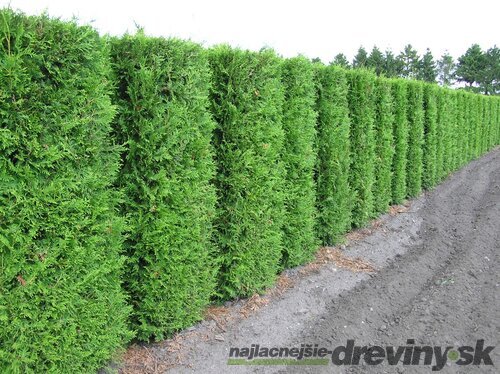 104 ks Tuja západná Brabant, výška 7/10 cm zakorenených v multiplate ( cena za kus 0.67 eur ) Thuja occidentalis