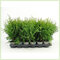 104 ks Tuja západná Brabant, výška 7/10 cm zakorenených v multiplate ( cena za kus 0.67 eur ) Thuja occidentalis