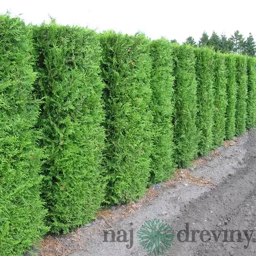 104 ks Tuja západná Brabant, výška 7/10 cm zakorenených v multiplate ( cena za kus 0.67 eur ) Thuja occidentalis