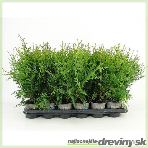 104 ks Tuja západná Brabant, výška 7/10 cm zakorenených v multiplate ( cena za kus 0.67 eur ) Thuja occidentalis
