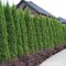 104 ks Tuja západná Smaragd, výška 7/10 cm zakorenených v multiplate ( cena za kus 0.67 eur ) Thuja occidentalis