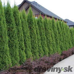 104 ks Tuja západná Smaragd, výška 7/10 cm zakorenených v multiplate ( cena za kus 0.67 eur ) Thuja occidentalis