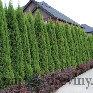 104 ks Tuja západná Smaragd, výška 7/10 cm zakorenených v multiplate ( cena za kus 0.67 eur ) Thuja occidentalis