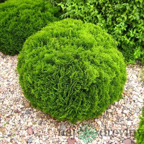 10 ks Tuja západná Danica, výška 15/20 cm, v črepníku P9 Thuja occidentalis Danica