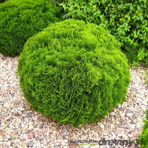 10 ks Tuja západná Danica, výška 15/20 cm, v črepníku P9 Thuja occidentalis Danica