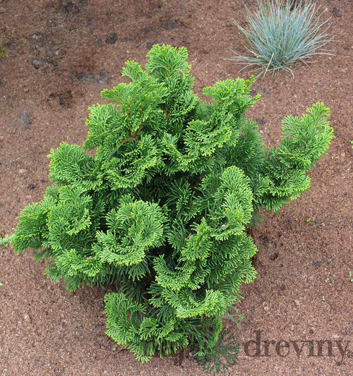  Cypruštek tupolistý Nana Gracilis 10/15 cm, v črepníku Chamaecyparis obtusa Nana Gracilis