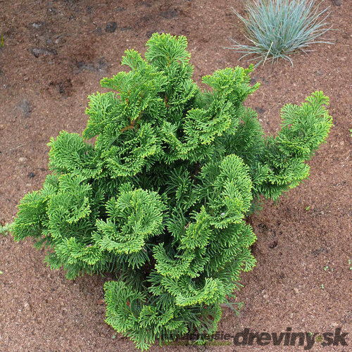  Cypruštek tupolistý Nana Gracilis 10/15 cm, v črepníku Chamaecyparis obtusa Nana Gracilis