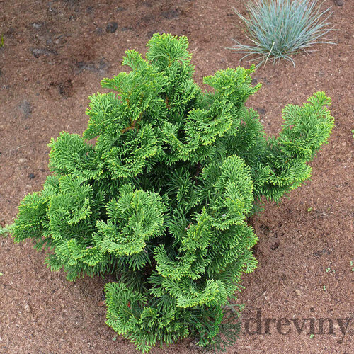  Cypruštek tupolistý Nana Gracilis 10/15 cm, v črepníku Chamaecyparis obtusa Nana Gracilis