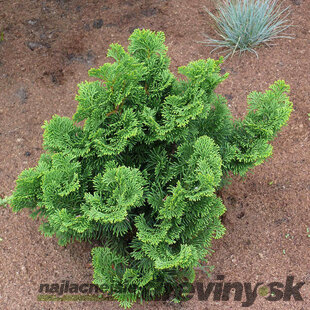  Cypruštek tupolistý Nana Gracilis 10/15 cm, v črepníku Chamaecyparis obtusa Nana Gracilis