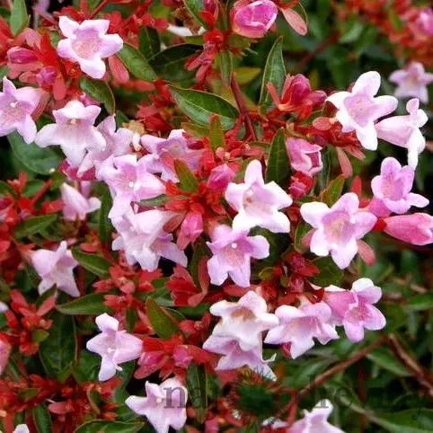 Abélia Edwarda Goucher, výška 30/40 cm, v črepníku 3L Abelia Edwarda Goucher