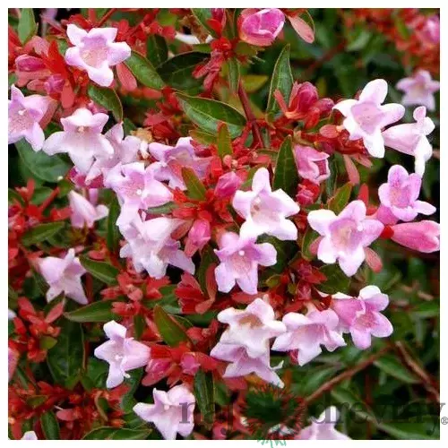Abélia Edwarda Goucher, výška 30/40 cm, v črepníku 3L Abelia Edwarda Goucher