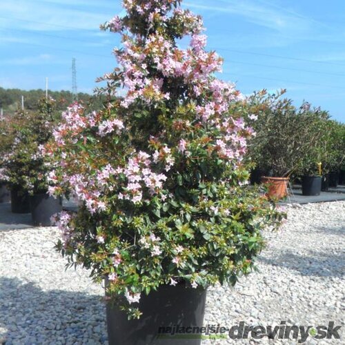 Abélia Edwarda Goucher, výška 60/80 XXL cm, v črepníku 10l Abelia grandiflora