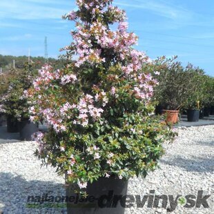 Abélia Edwarda Goucher, výška 60/80 XXL cm, v črepníku 10l Abelia grandiflora