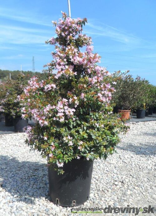 Abélia Edwarda Goucher, výška 60/80 XXL cm, v črepníku 10l Abelia grandiflora