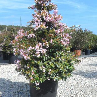 Abélia Edwarda Goucher, výška 60/80 XXL cm, v črepníku 10l Abelia grandiflora