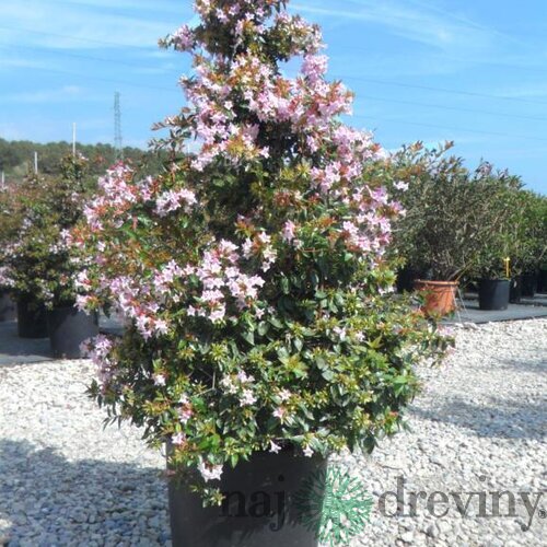 Abélia Edwarda Goucher, výška 60/80 XXL cm, v črepníku 10l Abelia grandiflora