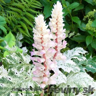 Acanthus ‘Whitewater‘-medvedie nohavice-morský dok 20/40 cm v črepníku 3l Acanthus ‘Whitewater‘