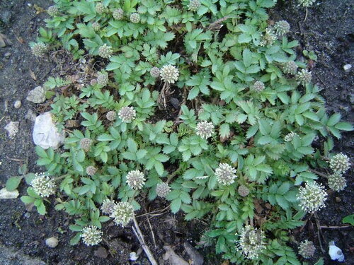 Acéna buchananová, v črepníku P9, 10/15 cm Acaena buchananii