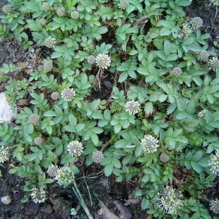 Acéna buchananová, v črepníku P9, 10/15 cm Acaena buchananii