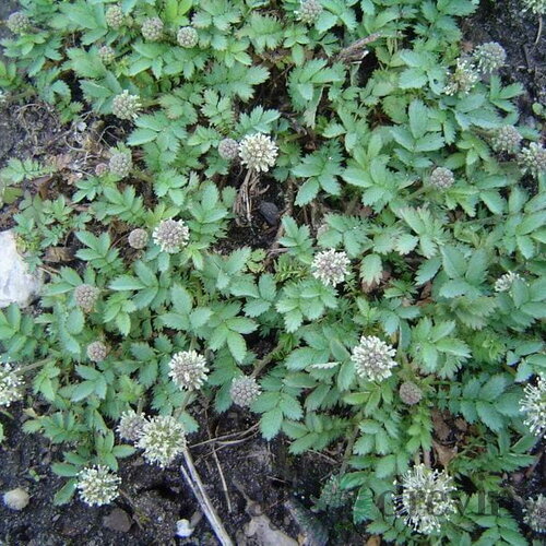 Acéna buchananová, v črepníku P9, 10/15 cm Acaena buchananii