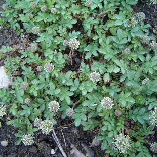 Acéna buchananová, v črepníku P9, 10/15 cm Acaena buchananii