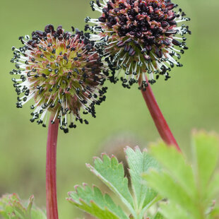 Acéna, v črepníku Acaena Maggelanica