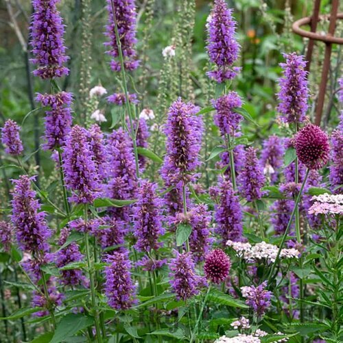 Agastache Blue Boa, v črepníku P9, 10/15 cm Agastache Blue Boa