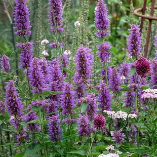 Agastache Blue Boa, v črepníku P9, 10/15 cm Agastache Blue Boa