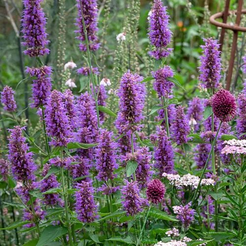 Agastache Blue Boa, v črepníku P9, 10/15 cm Agastache Blue Boa
