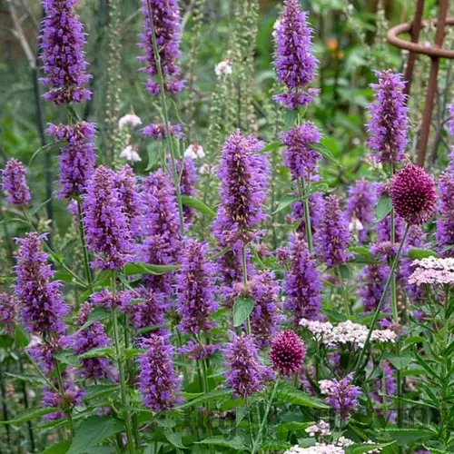 Agastache Blue Boa, v črepníku P9, 10/15 cm Agastache Blue Boa