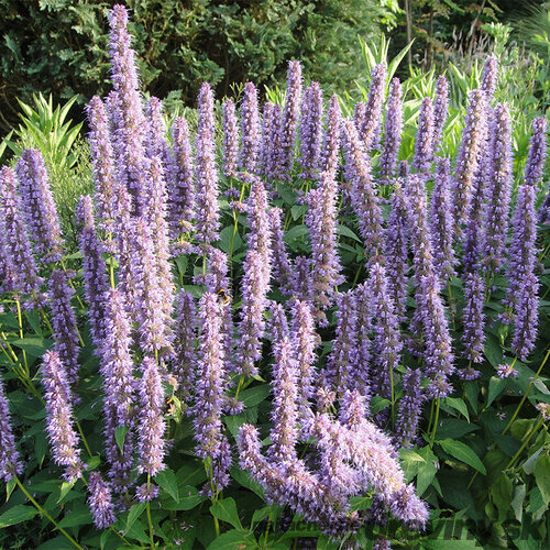 Agastache Blue Fortune, v črepníku P9, 10/15 cm Agastache Blue Fortune