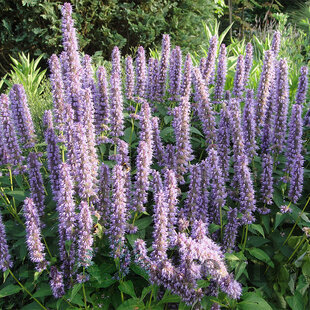 Agastache Blue Fortune, v črepníku P9, 10/15 cm Agastache Blue Fortune