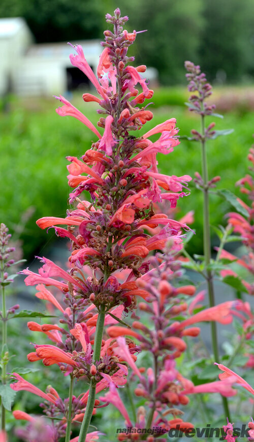 Agastache (červené) ‘Kudos Coral‘ PBR, výška 30/50 cm, v črepníku 2l Agastache ‘Kudos Coral‘ PBR