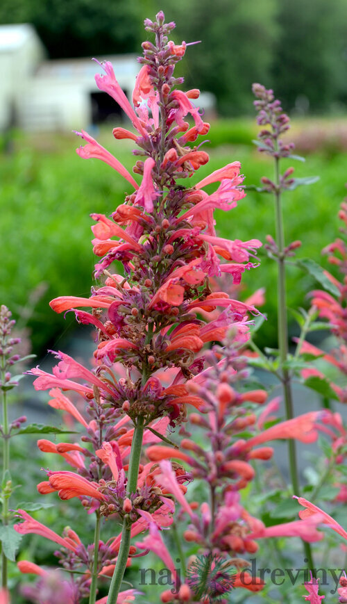 Agastache (červené) ‘Kudos Coral‘ PBR, výška 30/50 cm, v črepníku 2l Agastache ‘Kudos Coral‘ PBR