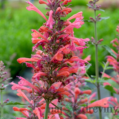 Agastache (červené) ‘Kudos Coral‘ PBR, výška 30/50 cm, v črepníku 2l Agastache ‘Kudos Coral‘ PBR
