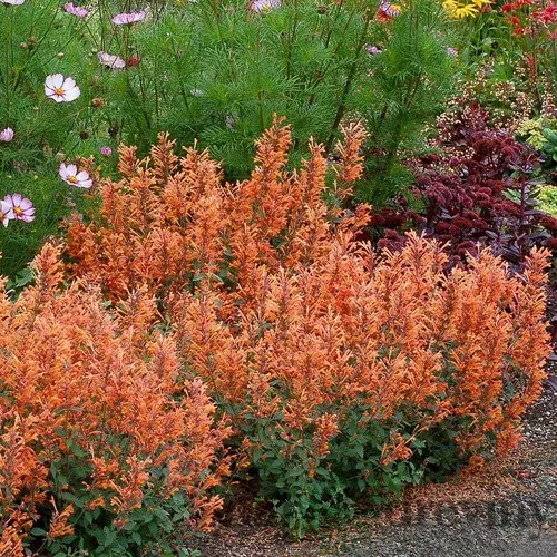 Agastache (oranžové) ‘Kudos Mandarin‘ PBR, výška 30/50 cm, v črepníku 2l Agastache ‘Kudos Mandarin‘ PBR