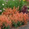 Agastache (oranžové) ‘Kudos Mandarin‘ PBR, výška 30/50 cm, v črepníku 2l Agastache ‘Kudos Mandarin‘ PBR