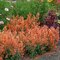 Agastache (oranžové) ‘Kudos Mandarin‘ PBR, výška 30/50 cm, v črepníku 2l Agastache ‘Kudos Mandarin‘ PBR