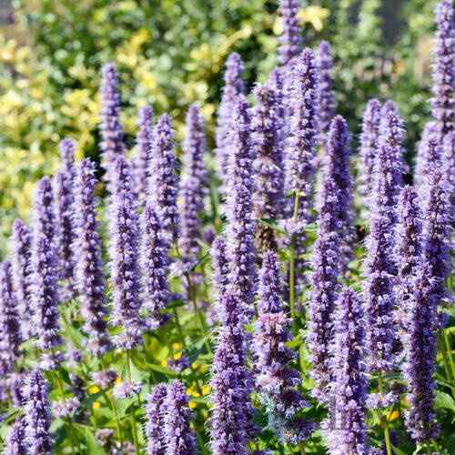 Agastache, v črepníku Agastache rugosa