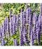 Agastache, v črepníku Agastache rugosa
