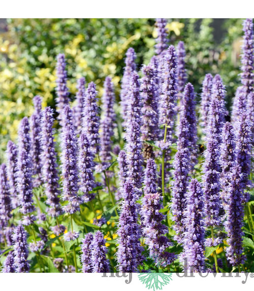 Agastache, v črepníku Agastache rugosa