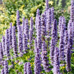 Agastache, v črepníku Agastache rugosa