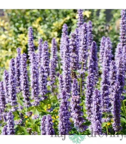 Agastache, v črepníku Agastache rugosa