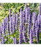 Agastache, v črepníku Agastache rugosa