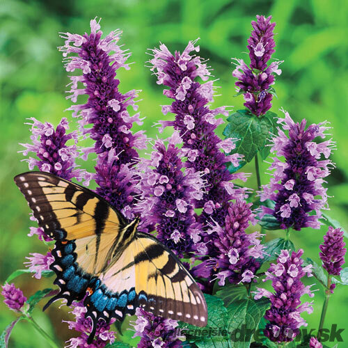 Agastache Vrásčité ‘Black Adder‘, výška 30/50 cm, v črepníku 2l Agastache ‘Black Adder‘
