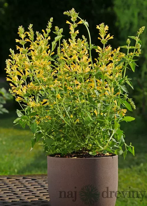 Agastache (žlté) ‘Kudos Yellow‘ PBR, výška 30/50 cm, v črepníku 2l Agastache ‘Kudos Yellow‘ PBR